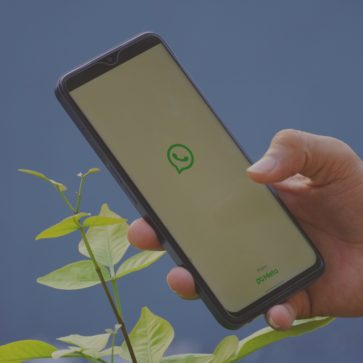 Crear Bot para WhatsApp